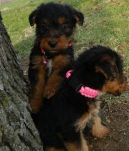 CUTE Welsh Terrier puppies for sale