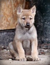 Czechoslovakian Wolfdog Puppies For Sale