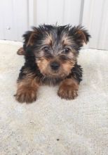 Gorgeous Silky Terrier puppies For Sale
