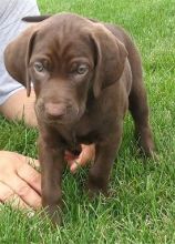 Healthy 12 week old Labmaraner puppies For Sale