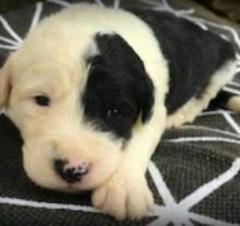 These are 13 weeks old Sheepadoodle puppies For Sale