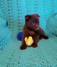 These Schipperke puppies are For Sale