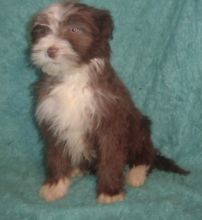We have 1 female, 1 male Bearded Collie Puppies For Sale