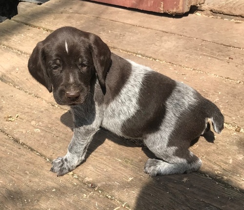 German Wirehaired Pointer puppies For Sale Image eClassifieds4u