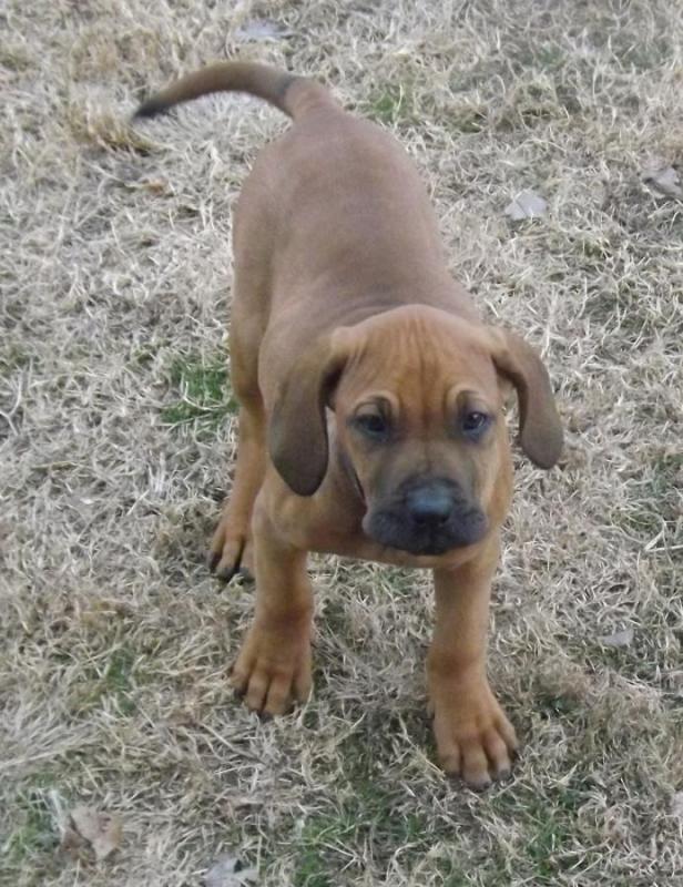 Gorgeous full coat Filas Puppies For Sale Image eClassifieds4u