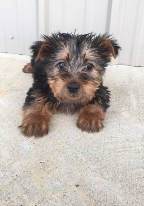 Gorgeous Silky Terrier puppies For Sale Image eClassifieds4u