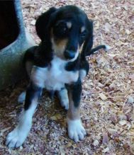 Adorable Saluki puppies For Sale. Image eClassifieds4U