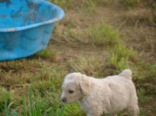 Purebred Spanish Water Dog puppies For Sale Image eClassifieds4U