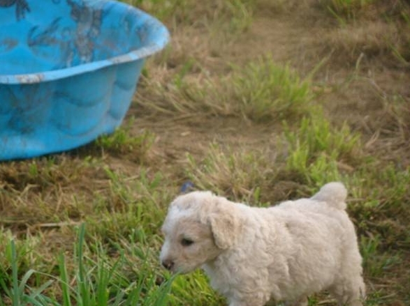 Purebred Spanish Water Dog puppies For Sale Image eClassifieds4u
