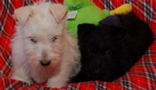 Adorable Cute Scottish terrier Puppies For Sale