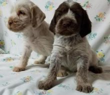 best looking, top quality Spinone Italiano puppies For Sale