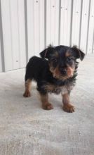 Family trained Silky Terrier puppies For Sale available now to go