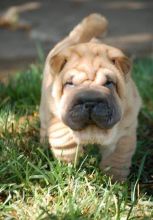 gorgeous male and female Chinese Shar-Pei Puppies For Sale ready for their new home