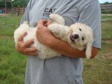 Healthy, adorable Spanish Water Dog puppies For Sale