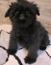 I have two Brussels Griffon Puppies For Sale