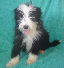 my adorable little puppies Bearded Collie Puppies For Sale