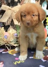 pre-spoiled, registered Nova Scotia Duck Tolling Retriever puppies For Sale