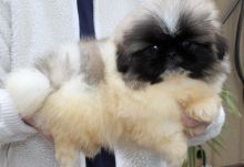 Purebred Pekingese Puppies For Sale male n female