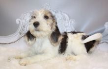 Quality, registered Petit Basset Griffon Vendeen puppies For Sale