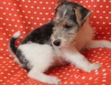Two adorable Fox Terrier Wire puppies For Sale