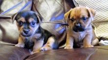 Two adorable Norfolk Terrier puppies For Sale