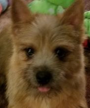 Two adorable Norwich Terrier puppies For Sale