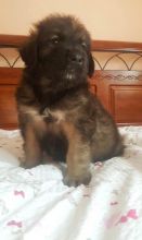 We have two beautiful Leonberger puppies For Sale