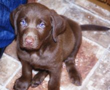 We have two little Labmaraner puppies For Sale
