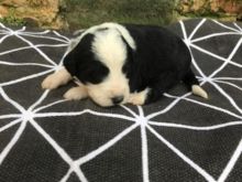 Well trained Sheepadoodle puppies For Sale for u.