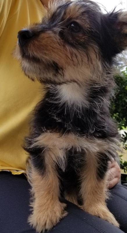 Adorable Cute Australian Terrier Puppies For Sale. Image eClassifieds4u