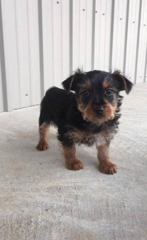 Family trained Silky Terrier puppies For Sale available now to go Image eClassifieds4u
