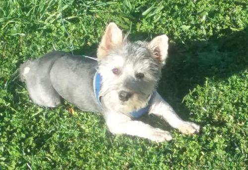 Healthy, adorable Norwich Terrier puppies For Sale Image eClassifieds4u