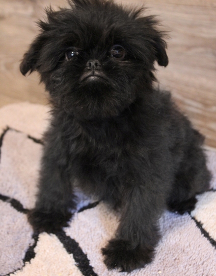 I have two Brussels Griffon Puppies For Sale Image eClassifieds4u
