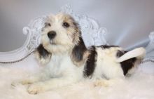 Quality, registered Petit Basset Griffon Vendeen puppies For Sale Image eClassifieds4U
