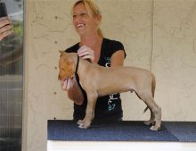 this angels are purebred Pharaoh Hound puppies For Sale Image eClassifieds4U