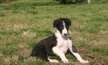 Three amazing Russian Wolfhound puppies For Sale Image eClassifieds4U