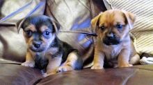 Two adorable Norfolk Terrier puppies For Sale Image eClassifieds4U