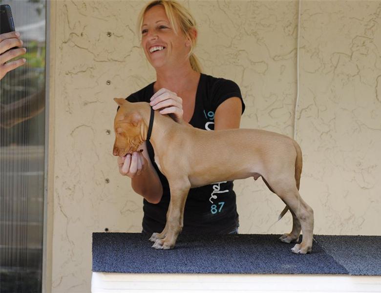 this angels are purebred Pharaoh Hound puppies For Sale Image eClassifieds4u