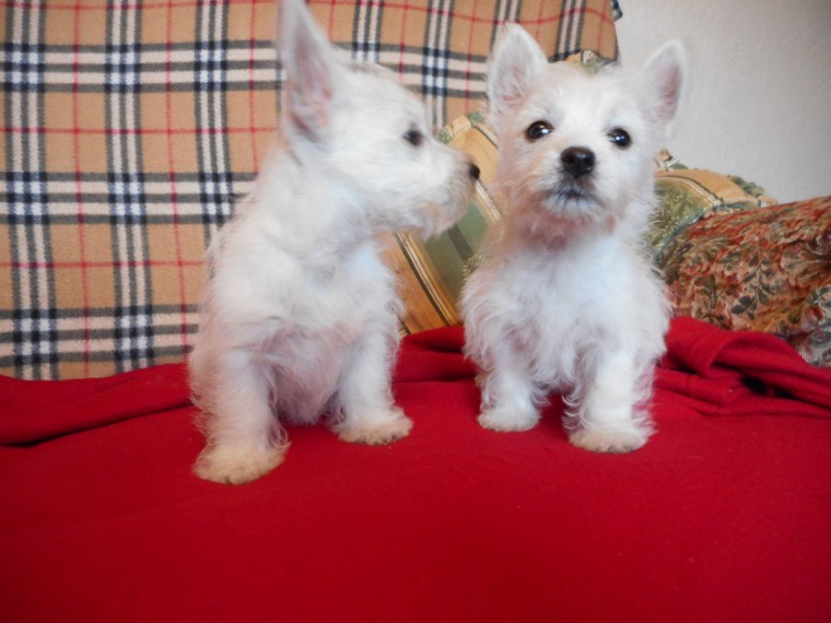 West Highland White Terrier Puppies For Sale Image eClassifieds4u