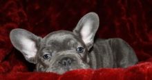 Male and female Blue French Bulldog Puppies For Sale