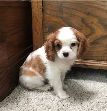 Male and female Cavalier King Charles Spaniel Puppies For Sale
