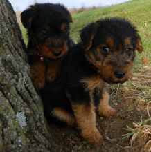 Very fluffy, big and chunky. Welsh Terrier puppies for sale