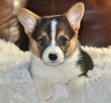 Very fluffy, big and chunky.Welsh Corgi Puppies For Sale