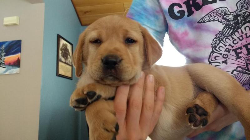 Cute Labrador retriever puppies now ready Image eClassifieds4u