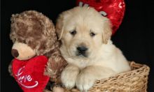 lovers of golden retriever Puppies, i have available ready Image eClassifieds4U