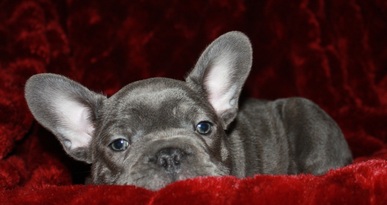 Male and female Blue French Bulldog Puppies For Sale Image eClassifieds4u