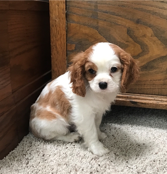 Male and female Cavalier King Charles Spaniel Puppies For Sale Image eClassifieds4u