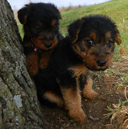 Very fluffy, big and chunky. Welsh Terrier puppies for sale Image eClassifieds4u