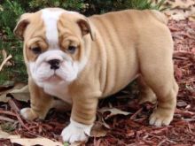 2 beautiful male and female English bulldog puppies
