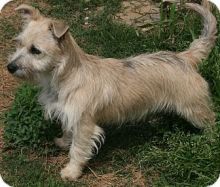 Cute Cairn Terrier puppies